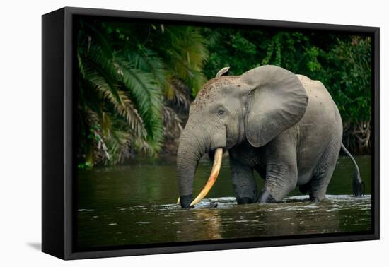 African forest elephant, in Lekoli River. Odzala-Kokoua National Park. Congo-Roger De La Harpe-Framed Premier Image Canvas