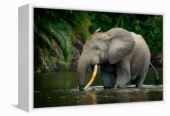 African forest elephant, in Lekoli River. Odzala-Kokoua National Park. Congo-Roger De La Harpe-Framed Premier Image Canvas