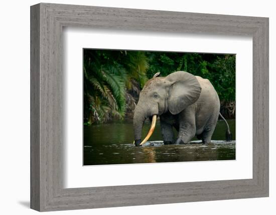 African forest elephant, in Lekoli River. Odzala-Kokoua National Park. Congo-Roger De La Harpe-Framed Photographic Print