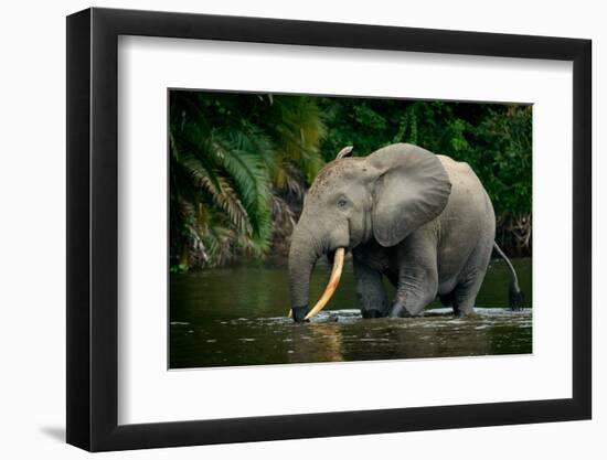 African forest elephant, in Lekoli River. Odzala-Kokoua National Park. Congo-Roger De La Harpe-Framed Photographic Print