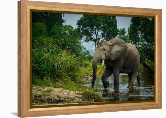 African forest elephant, in Lekoli River. Odzala-Kokoua National Park. Congo-Roger De La Harpe-Framed Premier Image Canvas