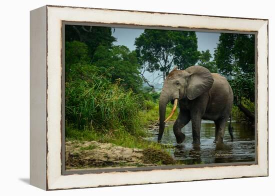 African forest elephant, in Lekoli River. Odzala-Kokoua National Park. Congo-Roger De La Harpe-Framed Premier Image Canvas