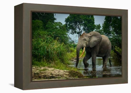 African forest elephant, in Lekoli River. Odzala-Kokoua National Park. Congo-Roger De La Harpe-Framed Premier Image Canvas