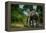 African forest elephant, in Lekoli River. Odzala-Kokoua National Park. Congo-Roger De La Harpe-Framed Premier Image Canvas