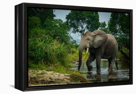 African forest elephant, in Lekoli River. Odzala-Kokoua National Park. Congo-Roger De La Harpe-Framed Premier Image Canvas