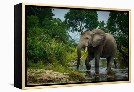 African forest elephant, in Lekoli River. Odzala-Kokoua National Park. Congo-Roger De La Harpe-Framed Premier Image Canvas