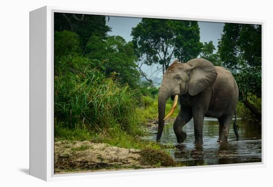 African forest elephant, in Lekoli River. Odzala-Kokoua National Park. Congo-Roger De La Harpe-Framed Premier Image Canvas