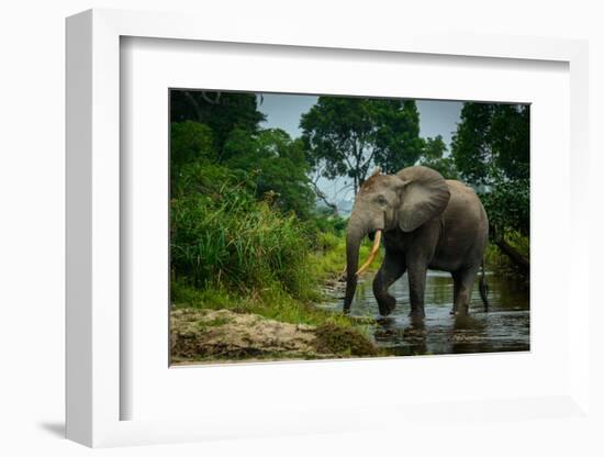 African forest elephant, in Lekoli River. Odzala-Kokoua National Park. Congo-Roger De La Harpe-Framed Photographic Print