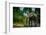 African forest elephant, in Lekoli River. Odzala-Kokoua National Park. Congo-Roger De La Harpe-Framed Photographic Print