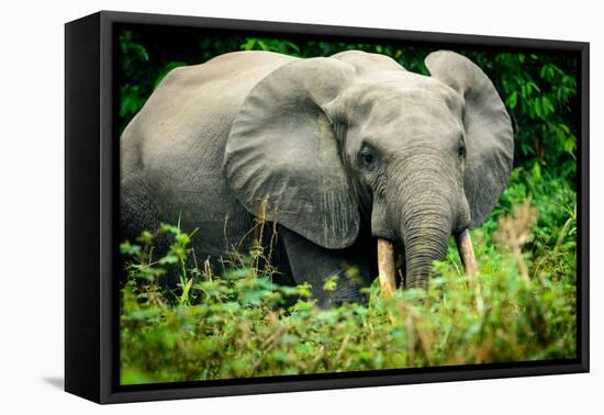African forest elephant. Odzala-Kokoua National Park. Congo-Roger De La Harpe-Framed Premier Image Canvas