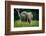 African forest elephant. Odzala-Kokoua National Park. Congo-Roger De La Harpe-Framed Photographic Print