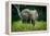 African forest elephant. Odzala-Kokoua National Park. Congo-Roger De La Harpe-Framed Premier Image Canvas