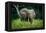 African forest elephant. Odzala-Kokoua National Park. Congo-Roger De La Harpe-Framed Premier Image Canvas