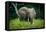 African forest elephant. Odzala-Kokoua National Park. Congo-Roger De La Harpe-Framed Premier Image Canvas