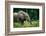 African forest elephant. Odzala-Kokoua National Park. Congo-Roger De La Harpe-Framed Photographic Print