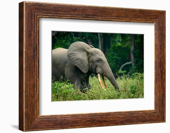 African forest elephant. Odzala-Kokoua National Park. Congo-Roger De La Harpe-Framed Photographic Print