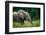 African forest elephant. Odzala-Kokoua National Park. Congo-Roger De La Harpe-Framed Photographic Print