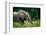 African forest elephant. Odzala-Kokoua National Park. Congo-Roger De La Harpe-Framed Photographic Print