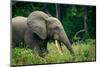 African forest elephant. Odzala-Kokoua National Park. Congo-Roger De La Harpe-Mounted Photographic Print