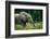 African forest elephant. Odzala-Kokoua National Park. Congo-Roger De La Harpe-Framed Photographic Print