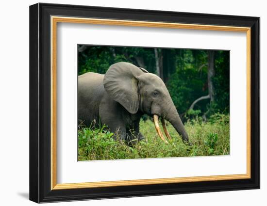 African forest elephant. Odzala-Kokoua National Park. Congo-Roger De La Harpe-Framed Photographic Print