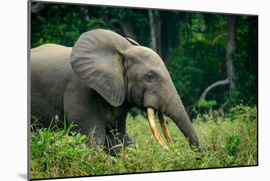 African forest elephant. Odzala-Kokoua National Park. Congo-Roger De La Harpe-Mounted Photographic Print