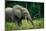 African forest elephant. Odzala-Kokoua National Park. Congo-Roger De La Harpe-Mounted Photographic Print