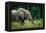 African forest elephant. Odzala-Kokoua National Park. Congo-Roger De La Harpe-Framed Premier Image Canvas