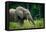 African forest elephant. Odzala-Kokoua National Park. Congo-Roger De La Harpe-Framed Premier Image Canvas