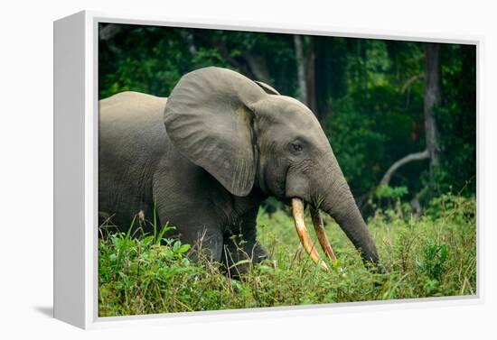 African forest elephant. Odzala-Kokoua National Park. Congo-Roger De La Harpe-Framed Premier Image Canvas