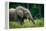 African forest elephant. Odzala-Kokoua National Park. Congo-Roger De La Harpe-Framed Premier Image Canvas