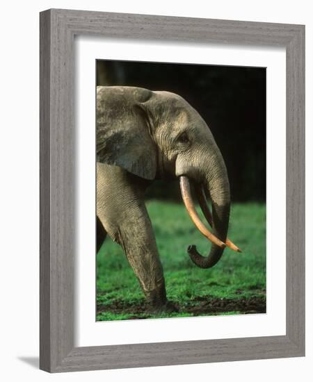 African Forest Elephant-Martin Harvey-Framed Photographic Print