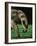 African Forest Elephant-Martin Harvey-Framed Photographic Print