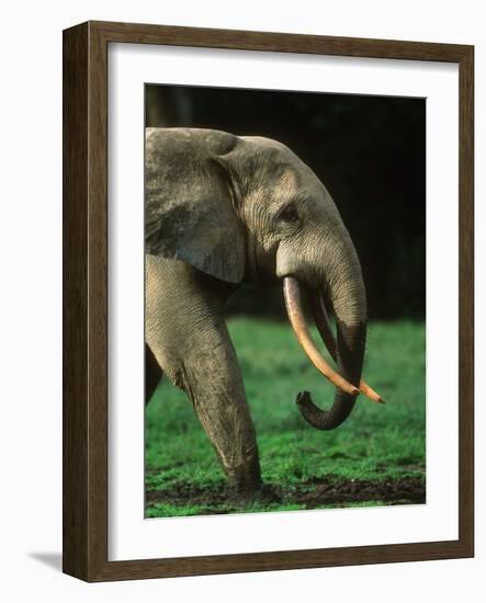 African Forest Elephant-Martin Harvey-Framed Photographic Print