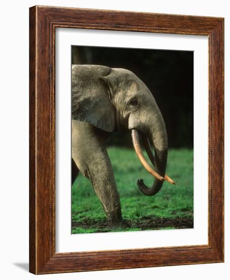 African Forest Elephant-Martin Harvey-Framed Photographic Print