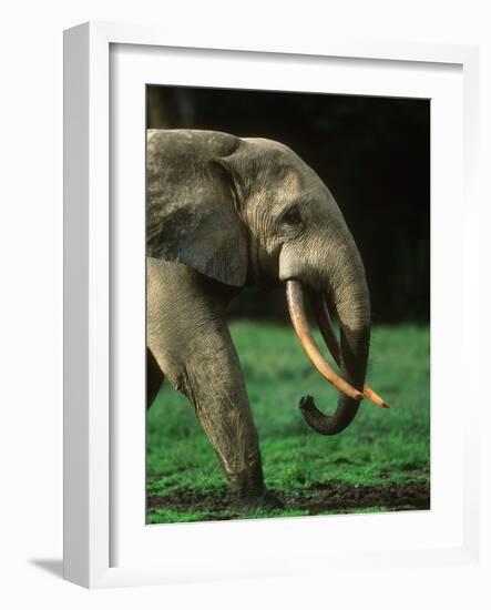 African Forest Elephant-Martin Harvey-Framed Photographic Print