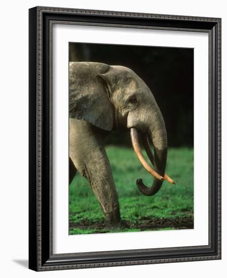 African Forest Elephant-Martin Harvey-Framed Photographic Print