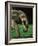 African Forest Elephant-Martin Harvey-Framed Photographic Print