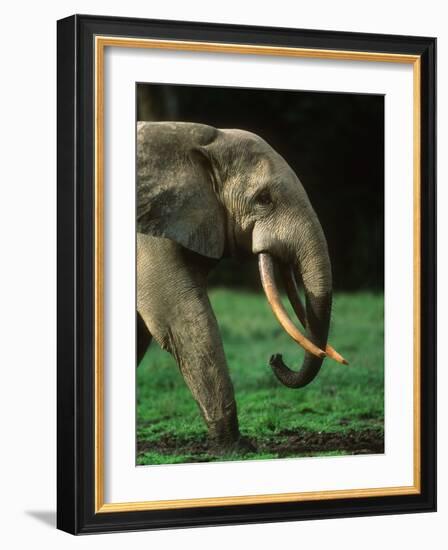 African Forest Elephant-Martin Harvey-Framed Photographic Print