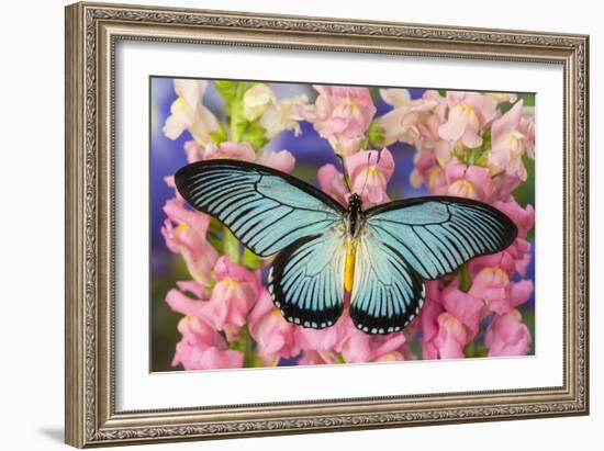 African Giant Blue Swallowtail Butterfly, Papilio Zalmoxis-Darrell Gulin-Framed Photographic Print