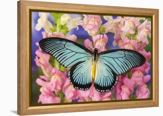 African Giant Blue Swallowtail Butterfly, Papilio Zalmoxis-Darrell Gulin-Framed Premier Image Canvas