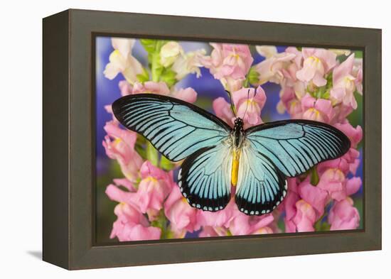 African Giant Blue Swallowtail Butterfly, Papilio Zalmoxis-Darrell Gulin-Framed Premier Image Canvas