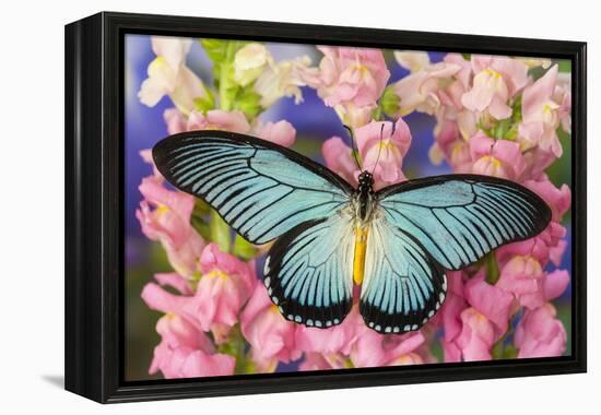 African Giant Blue Swallowtail Butterfly, Papilio Zalmoxis-Darrell Gulin-Framed Premier Image Canvas