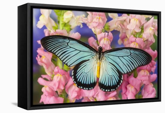 African Giant Blue Swallowtail Butterfly, Papilio Zalmoxis-Darrell Gulin-Framed Premier Image Canvas