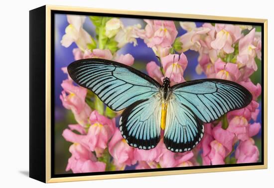 African Giant Blue Swallowtail Butterfly, Papilio Zalmoxis-Darrell Gulin-Framed Premier Image Canvas