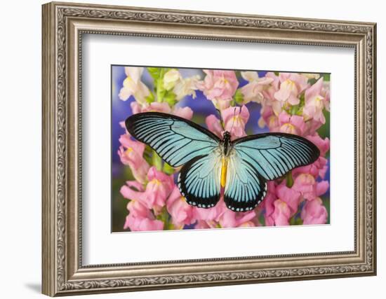 African Giant Blue Swallowtail Butterfly, Papilio Zalmoxis-Darrell Gulin-Framed Photographic Print