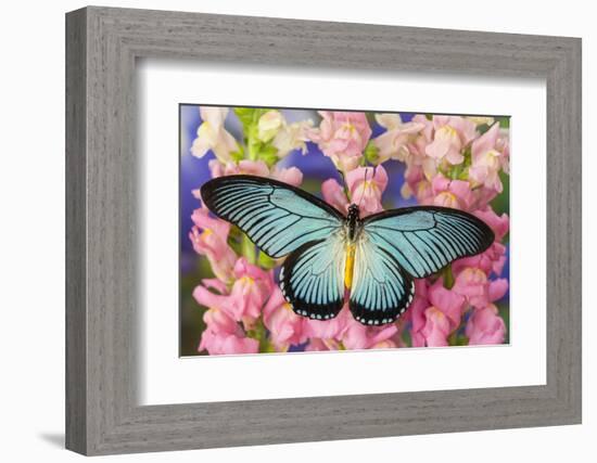 African Giant Blue Swallowtail Butterfly, Papilio Zalmoxis-Darrell Gulin-Framed Photographic Print