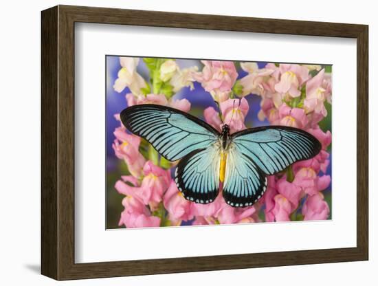 African Giant Blue Swallowtail Butterfly, Papilio Zalmoxis-Darrell Gulin-Framed Photographic Print