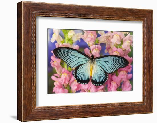 African Giant Blue Swallowtail Butterfly, Papilio Zalmoxis-Darrell Gulin-Framed Photographic Print