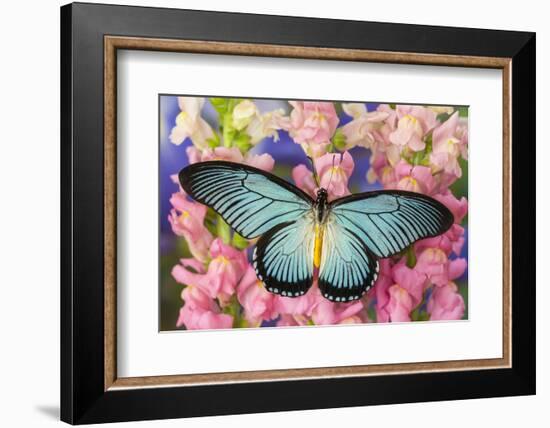 African Giant Blue Swallowtail Butterfly, Papilio Zalmoxis-Darrell Gulin-Framed Photographic Print